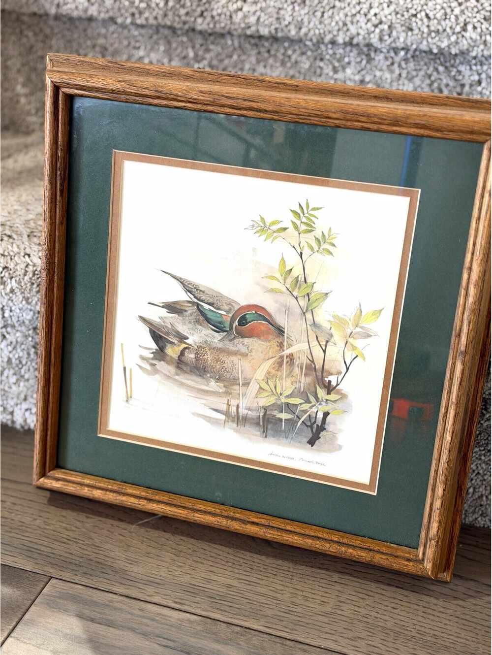 Anas Crecca (green-winged teal) duck by artist Mads Stage watercolor print